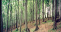forest 1